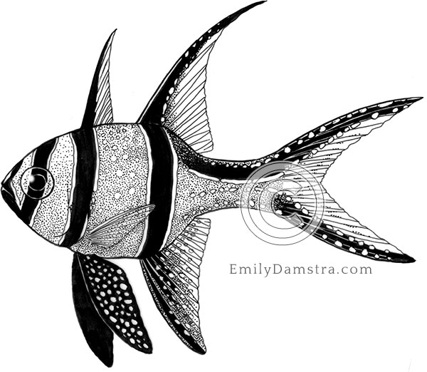 Banggai cardinalfish illustration Pterapogon kauderni