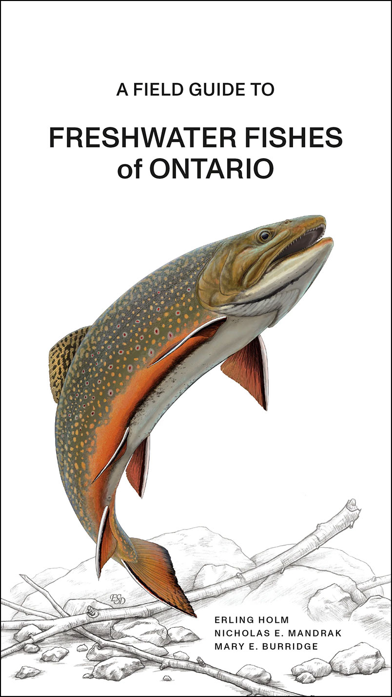 Brook trout Cover art for the book A Field Guide to Freshwater Fishes of Ontario, 2nd ed.