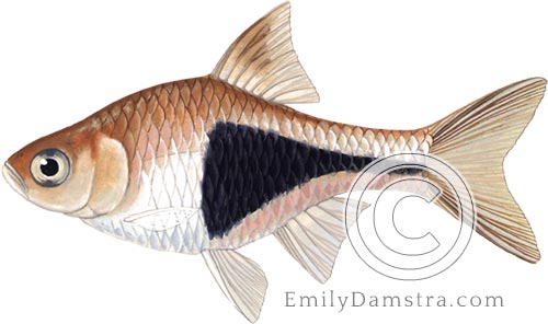 Illustration of Harlequin rasbora illustration Rasbora heteromorpha