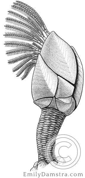 Illustration of Darwin's gooseneck barnacle Regioscalpellum darwini