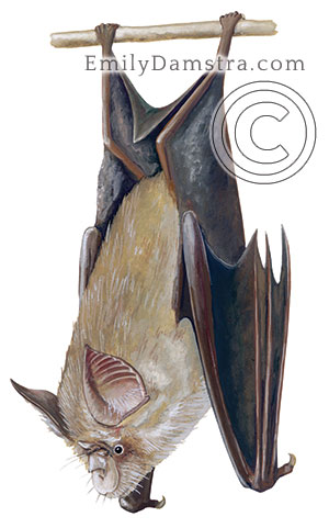 Rhinolophus blasii Damstra