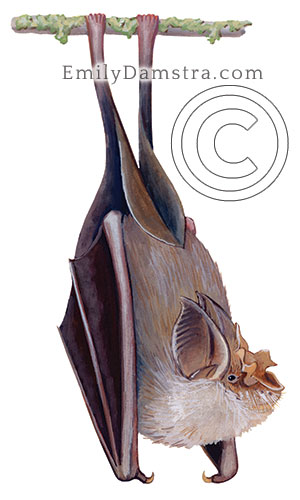 Rhinolophus hipposideros Damstra