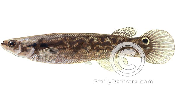 Mangrove killifish illustration Kryptolebias marmoratus