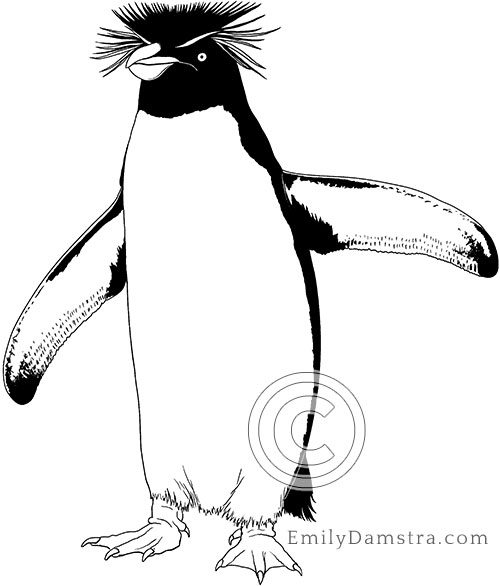 Southern rockhopper penguin illustration Eudyptes chrysocome
