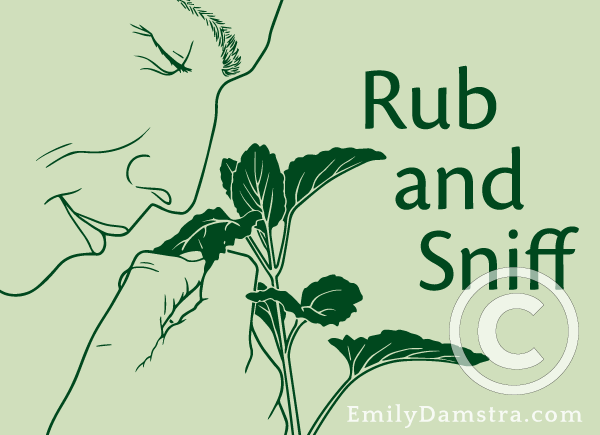 Rub and Sniff illustration