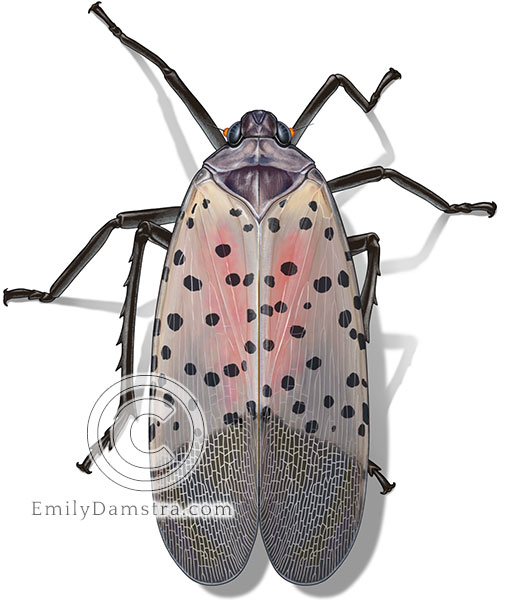 spotted lanternfly illustration adult