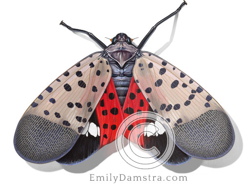 spotted lanternfly illustration adult wings