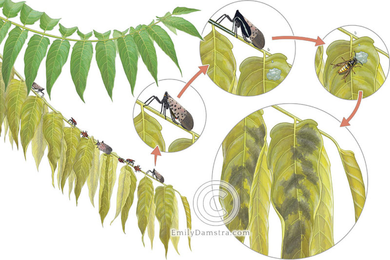 Spotted lanternfly behavior illustration