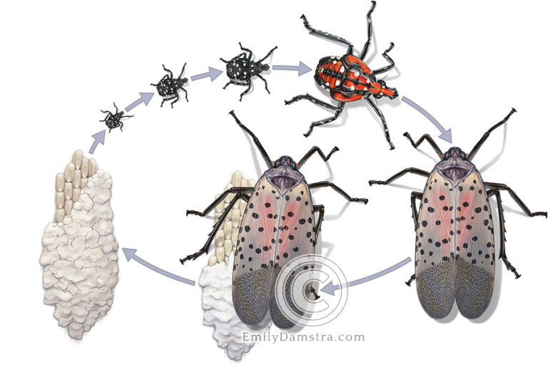 Spotted Lanternfly Life Cycle Emily S Damstra spotted-lanternfly-life-cycle-emily-s-damstra