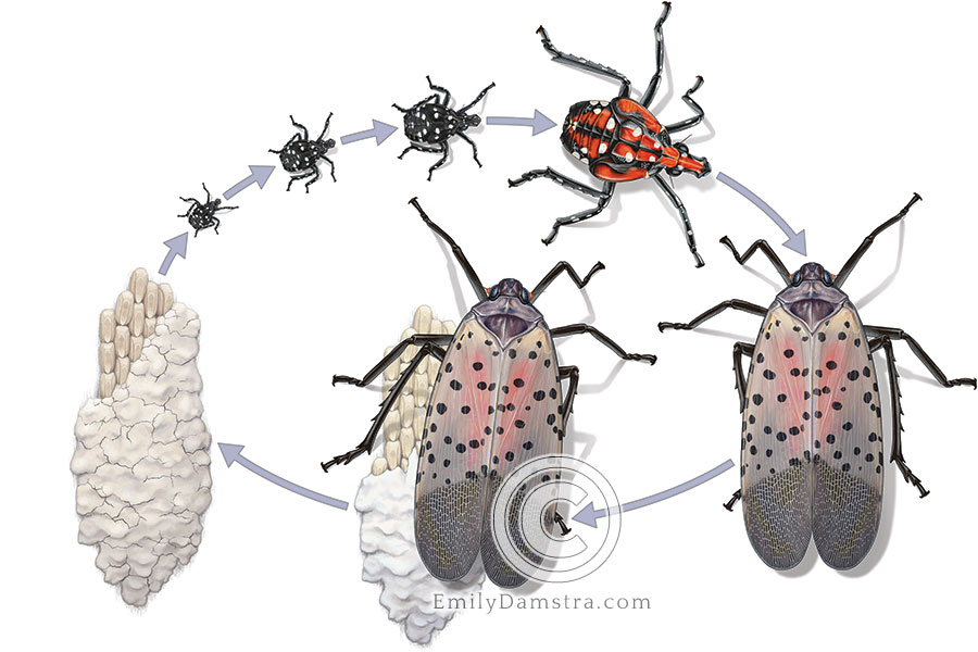 Spotted lanternfly life cycle illustration