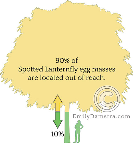 spotted lanternfly illustration of egg mass distribution