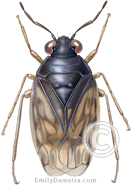 Saldula coxalis illustration