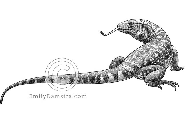 Illustration of The Argentine black and white tegu Salvator merianae