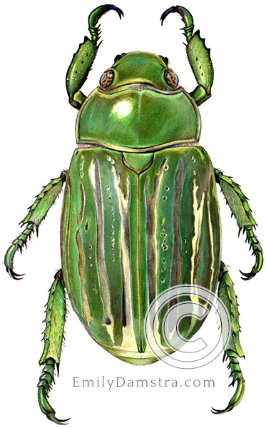 Green scarab beetle illustration