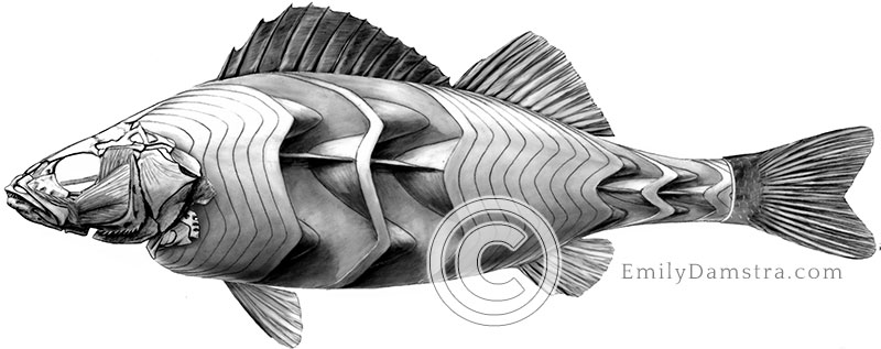 fish musculature illustration