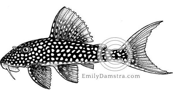 Sunshine pleco illustration Scobinancistrus aureatus