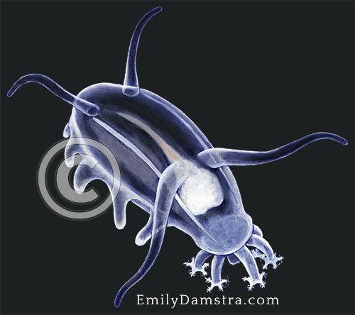 Sea pig illustration Scotoplanes globosa