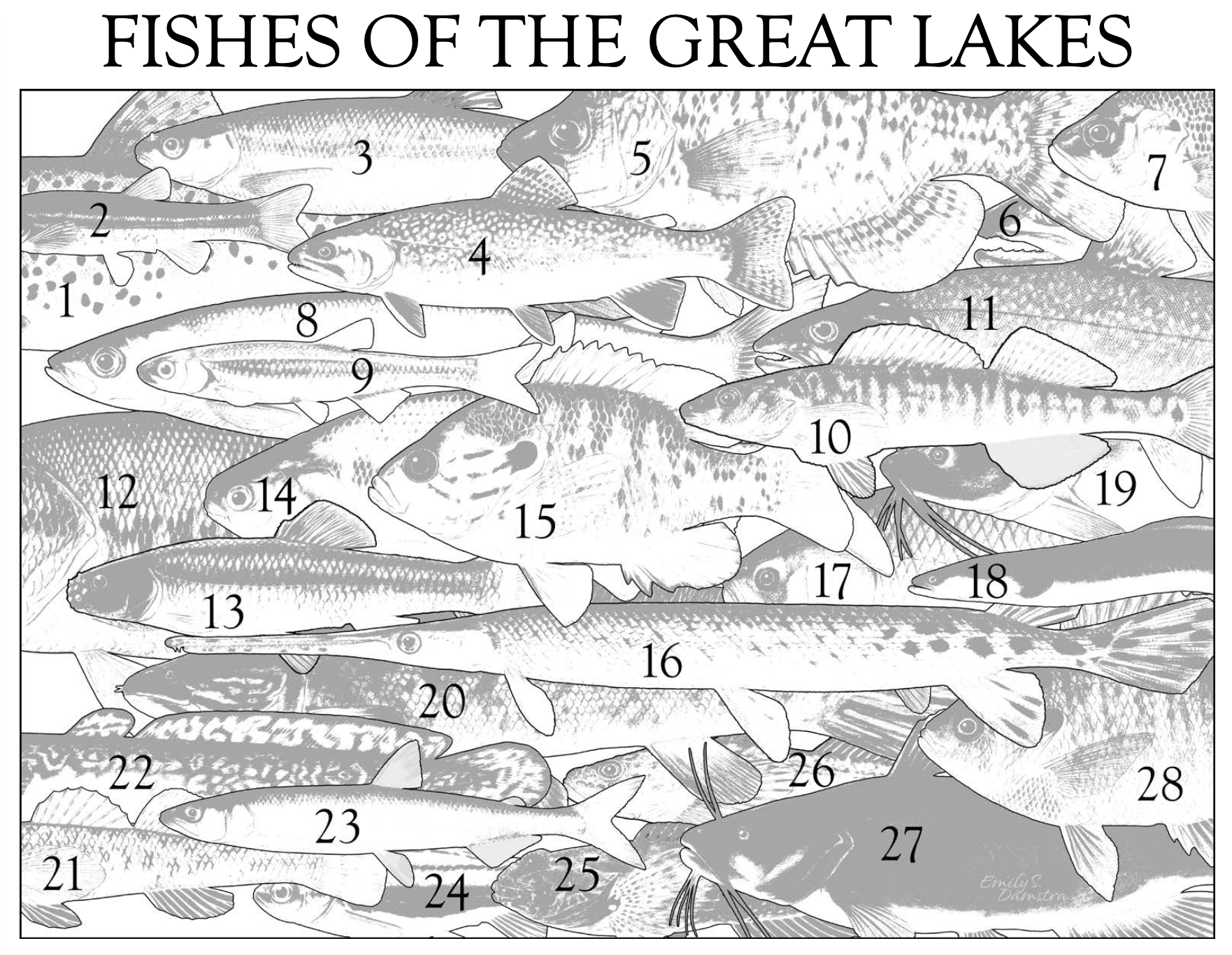Great Lakes fishes puzzle map