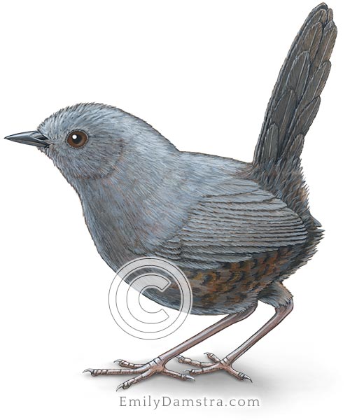 Magdalena tapaculo bird illustration Scytalopus rodriguezi