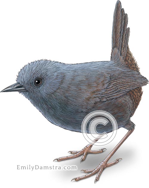 Stiles's tapaculo illustration Scytalopus stilesi