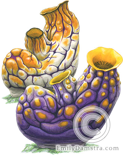 Illustration of golden sea squirt Polycarpa aurata
