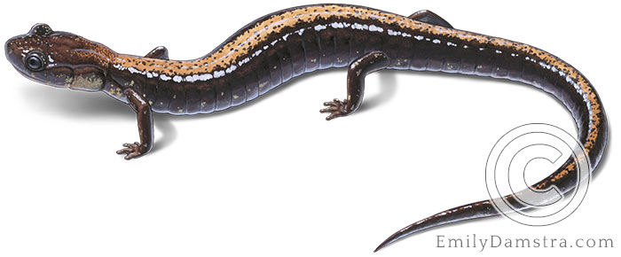 shenandoah salamander illustration