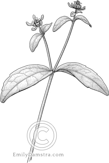 Illustration of Common St. Paul's wort Sigesbeckia orientalis