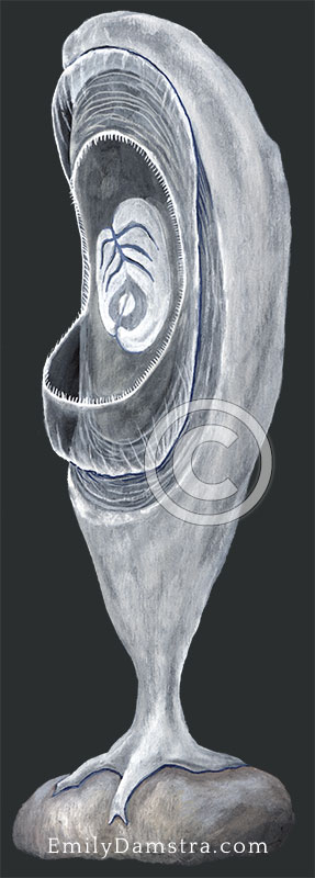 Situla pelliculosa ascidian illustration