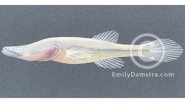 Alabama cavefish illustration Speoplatyrhinus poulsoni