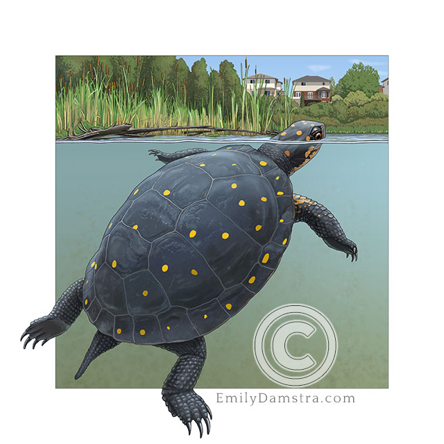 Spotted turtle illustration clemys guttata