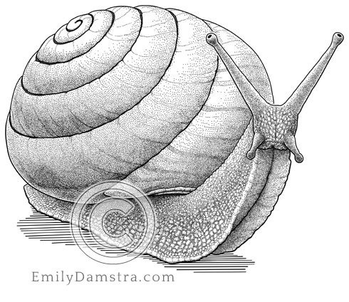 Illustration of Spurling's excellent land snail Spurlingia excellens