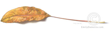 Stiff goldenrod leaf in autumn