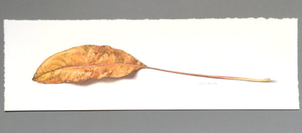 Photo of Stiff goldenrod leaf, autumn