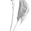 Stiff goldenrod leaves