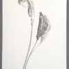 Photo of Stiff goldenrod leaves, mined drawing