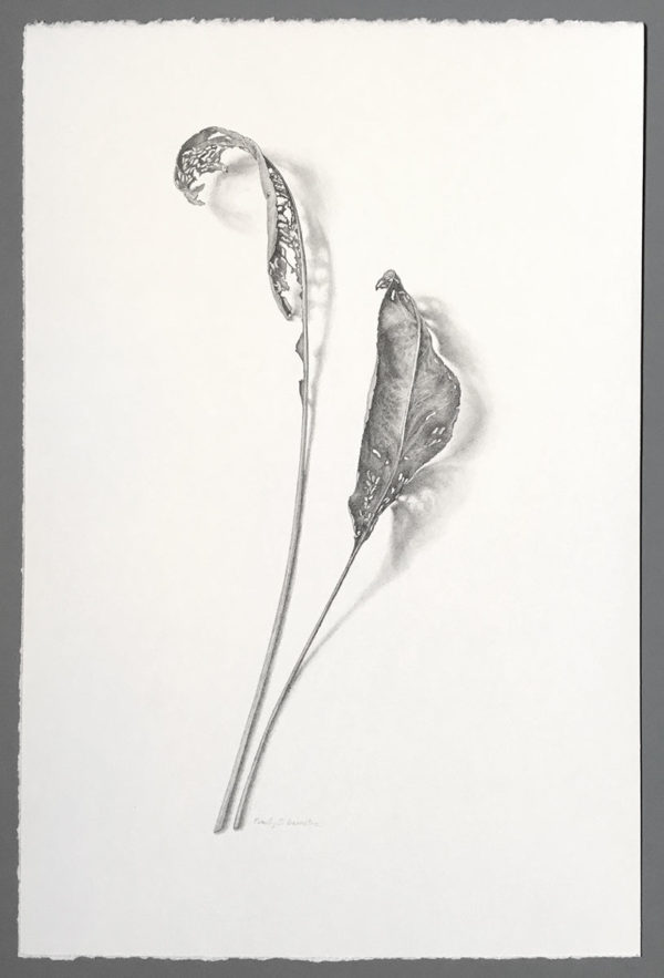 Photo of Stiff goldenrod leaves, mined drawing