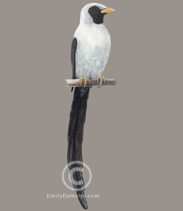 Bare-eyed myna original artwork