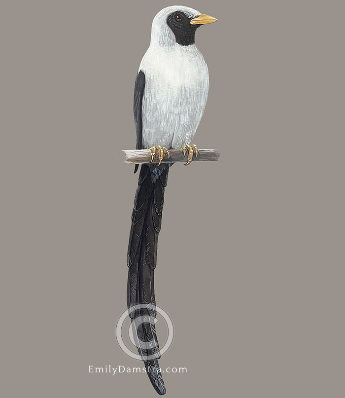Bare-eyed myna original artwork 1 Bare-eyed myna original artwork