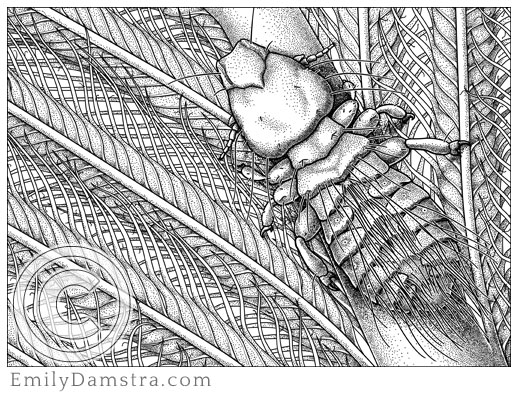 Illustration of Gary Larson's louse Strigiphilus garylarsoni