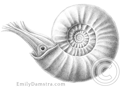 An Early Jurassic ammonoid 1 Graphite study of Sunrisites brimblecombei