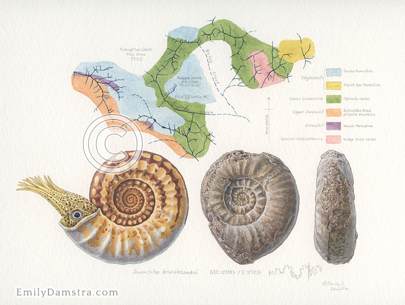 An Early Jurassic ammonoid 4 Sunrisites brimblecombei painting Damstra