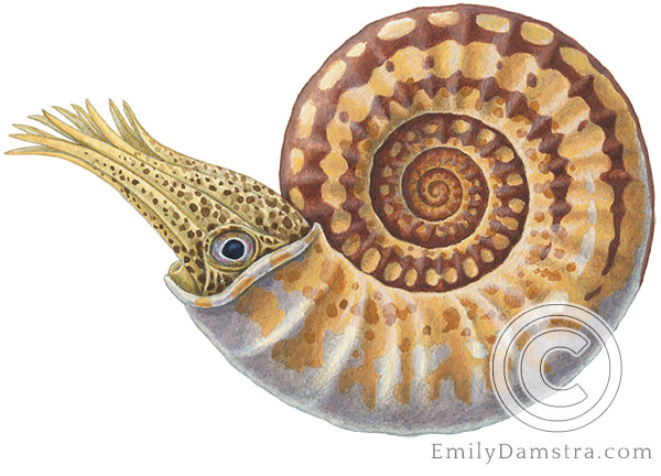 Illustration of fossil ammonite Sunrisites brimblecombei