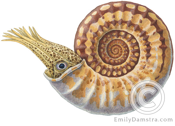 An Early Jurassic ammonoid 2 Illustration of fossil ammonite Sunrisites brimblecombei