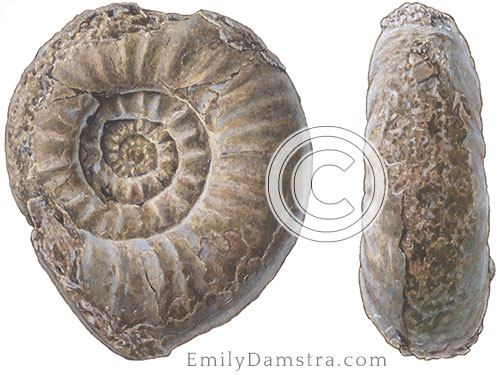 An Early Jurassic ammonoid 3 Sunrisites brimblecombei specimen Damstra