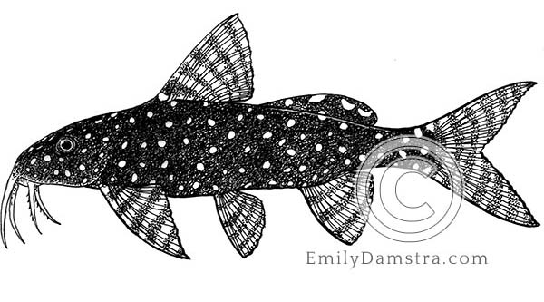 polkadot squeaker illustration Synodontis angelicus