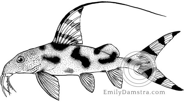 Clown synodontis illustration Synodontis decorus