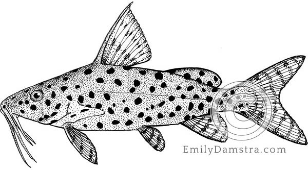False upside-down catfish illustration Synodontis nigrita