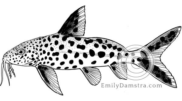 Cuckoo catfish illustration Synodontis multipunctatus