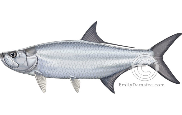 Atlantic tarpon Emily S. Damstra