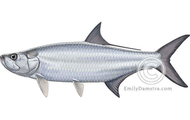 Illustration of the tarpon Megalops atlanticus